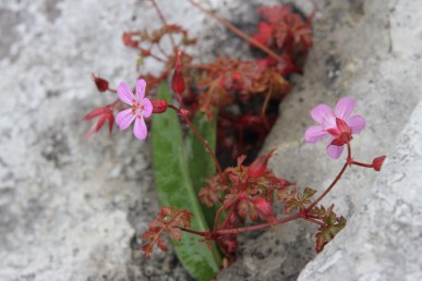 Herb Robert, Geranium robertianum