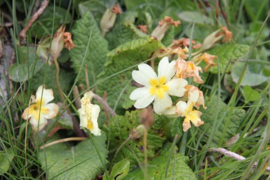 Wild primrose