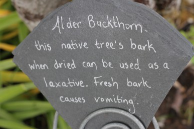 Alder buckthorn (1)