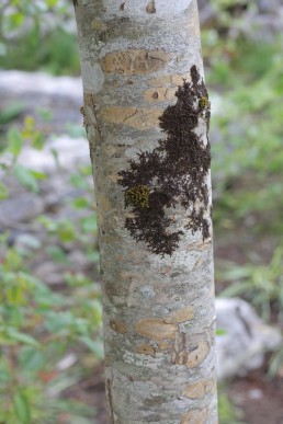 Alder buckthorn