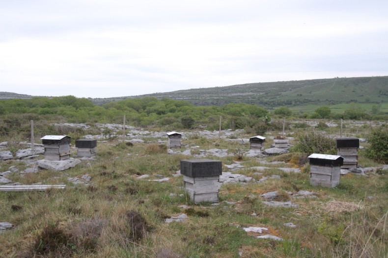 Bee hives in The Burren