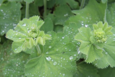 Lady's Mantle (1)