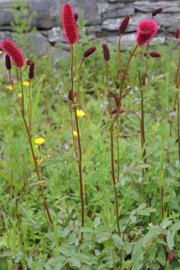 Sanguisorba menziesii