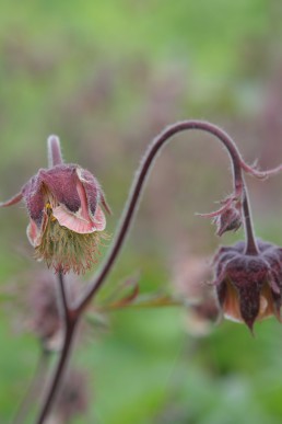 Water avens (1)