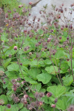 Water avens