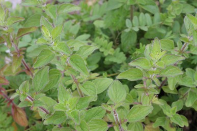 Wild marjoram