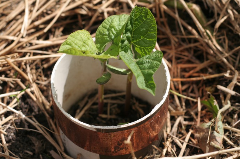 Bean seedlings protected from snails and slugs by a copper collar