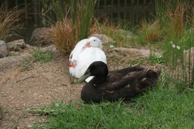 Ducks, help to control snails and slugs