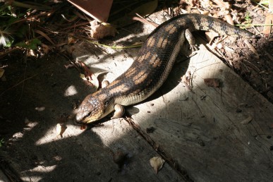 My resident blue tongue lizard