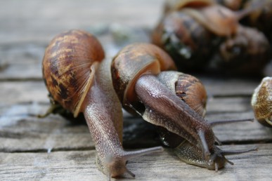 Snails and slugs cause a lot of damage in the garden.