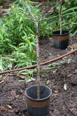 Newly planted cherry trees