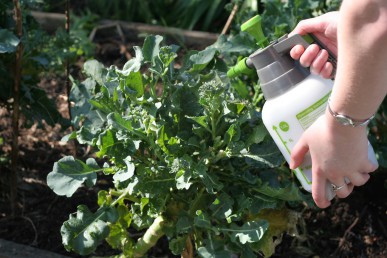 Spraying coffee onto broccoli to protect from snails and slugs