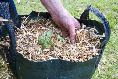 mulching tomato