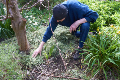 Don't put mulch too close to a tree trunk or it may cause collar rot.